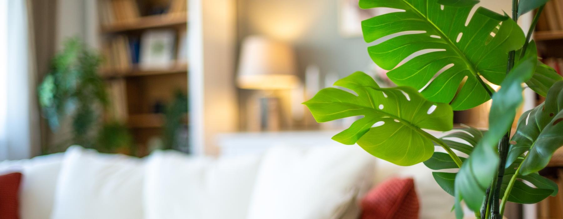 a white sofa and many plants