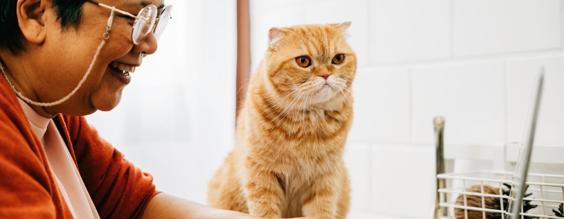 a woman using a laptop with a kitty nearby